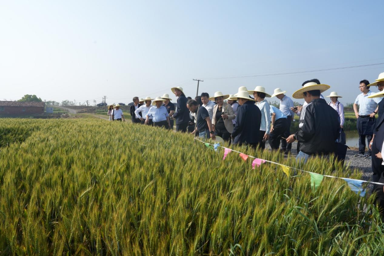 攻克小麦条锈病，新型绿色药剂田间显身手